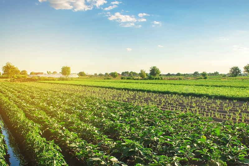청정자연을 표현한 산