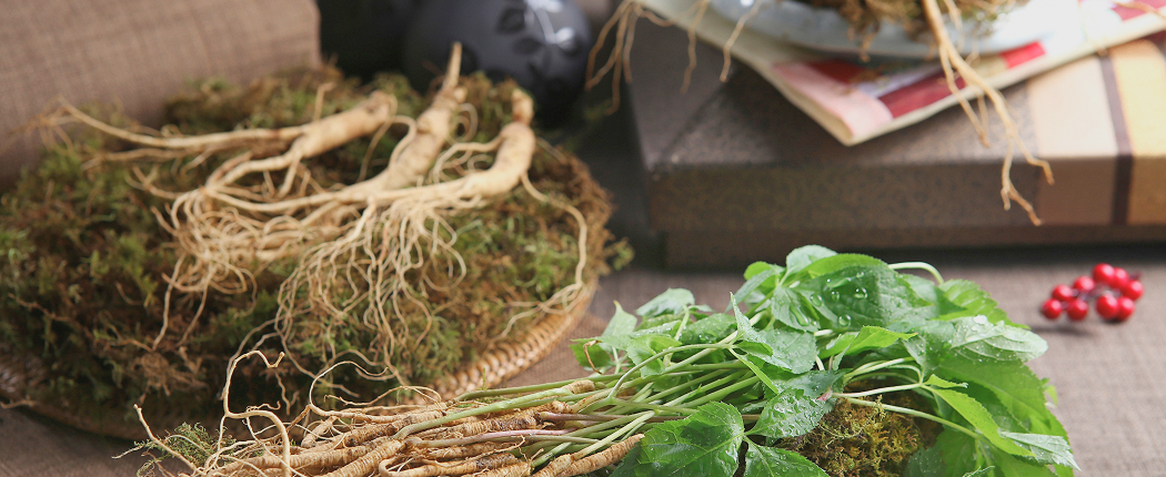 산양삼 진열 사진