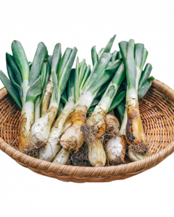 함양파( 칼솟 )1kg/2kg/3kg/5kg