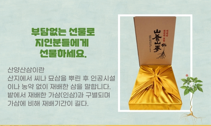 
부담 없는 선물로
지인분들에게
선물하세요.
산양산삼이란
산지에서 씨나 묘삼을 뿌린 후 인공시설
이나 농약 없이 재배한 삼을 말합니다.
밭에서 재배한 가삼(인삼)과 구별되며
가삼에 비해 재배기간이 길다.