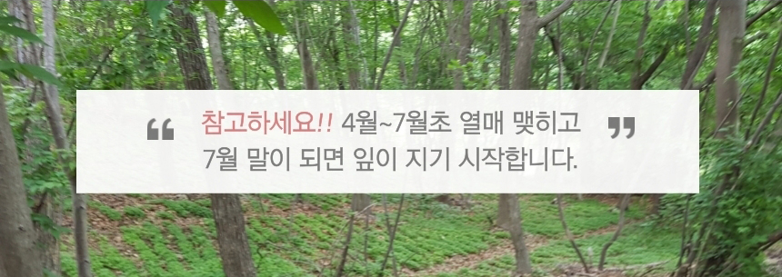 참고하세요!! 4월~7월초 열매 맺히고 7월 말이 되면 잎이 지기 시작합니다.