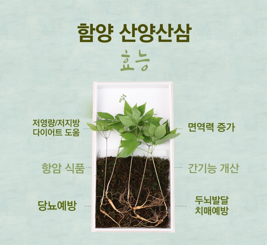 
함양 산양산삼
효능
저열량/저지방
다이어트 도움
면연력 증가
항암식품
간기능 개선
당뇨예방
두뇌발달
치매예방