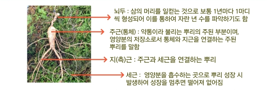 
뇌두 : 삼의 머리를 일컫는 것으로 보통 1년마다 1마디씩
형성되며 (6마디 이상 9년근) 이를 통하여 자란 년수를
파악하기도 함.
주근(통체) : 약통이라 불리는 뿌리의 주된 부분이며, 영양분의
저장소로서 통체와 지근을 연결하는 주된뿌리를 말함
지(측)근 : 주근과 세근을 연결하는 뿌리
세근 : 영양분을 흡수하는 곳으로 뿌리 성장시 발생하여
성장을 멈추면 떨어져 없어짐 
