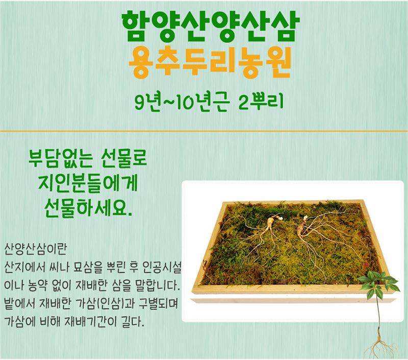 
함양산양산삼
용추두리농원
9년~10년근 2뿌리
부담없는 선물로
지인분들에게
선물하세요.
산양산삼이란
산지에서 씨나 묘삼을 부린 후 인공시설
이나 농약 없이 재배한 삼을 말합니다.
밭에서 재배한 가삼(인삼)과 구별되며
가삼에 비해 재배기간이 길다.