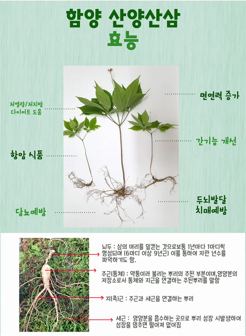 
함양 산양산삼 효능
면연력 증가
저열량/저지방
다이어트 도움
간기능 개선
항암식품
두뇌발달
치매예방
당뇨예방
뇌두 : 삼의 머리를 일컫는 것으로 보통 1년마다 1마디씩
형성되며 (6마디 이상 9년근) 이를 통하여 자란 년수를
파악하기도 함.
주근(통체) : 약통이라 불리는 뿌리의 주된 부분이며, 영양분의
저장소로서 통체와 지근을 연결하는 주된뿌리를 말함
지(측)근 : 주근과 세근을 연결하는 뿌리
세근 : 영양분을 흡수하는 곳으로 뿌리 성장시 발생하여
성장을 멈추면 떨어져 없어짐 
