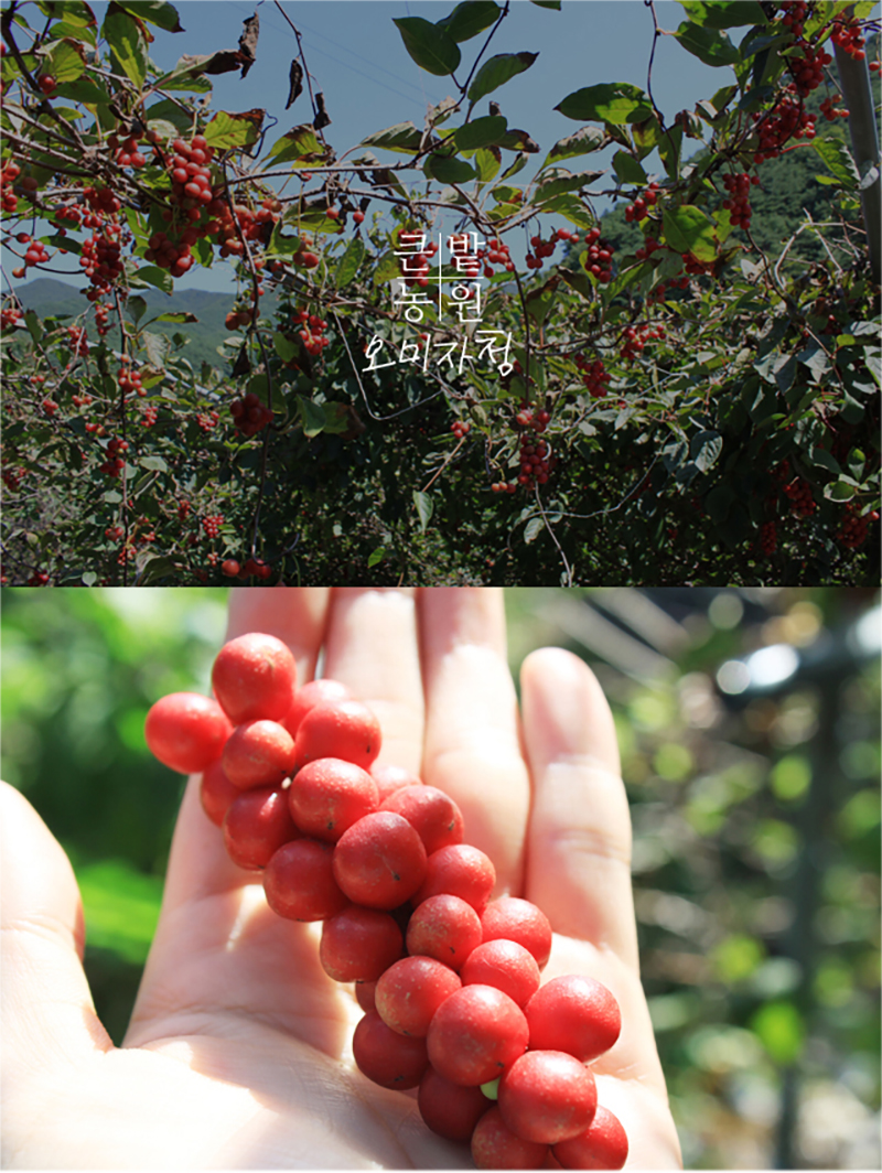 큰밭농원 오미자청