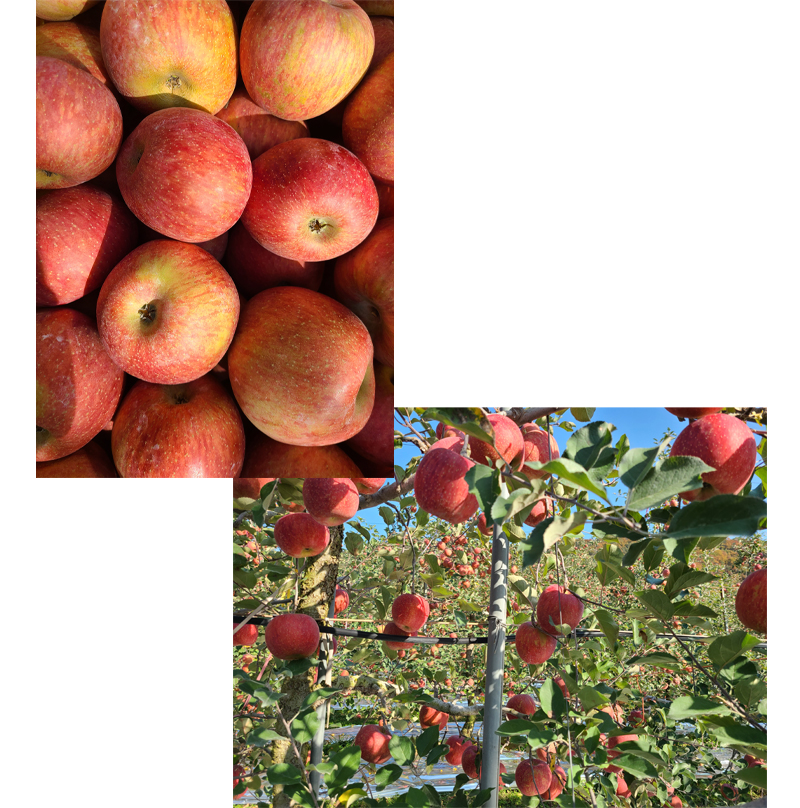 [잘생긴농장] 실속형사과 (3kg/6kg)