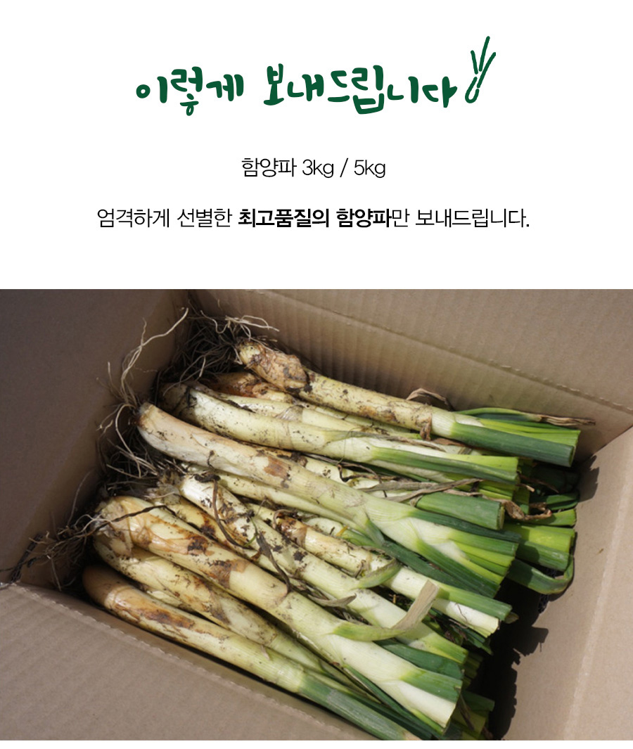 함양파( 칼솟 )1kg/2kg/3kg/5kg