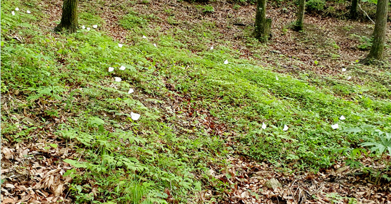 산양산삼 9~11년근 3뿌리