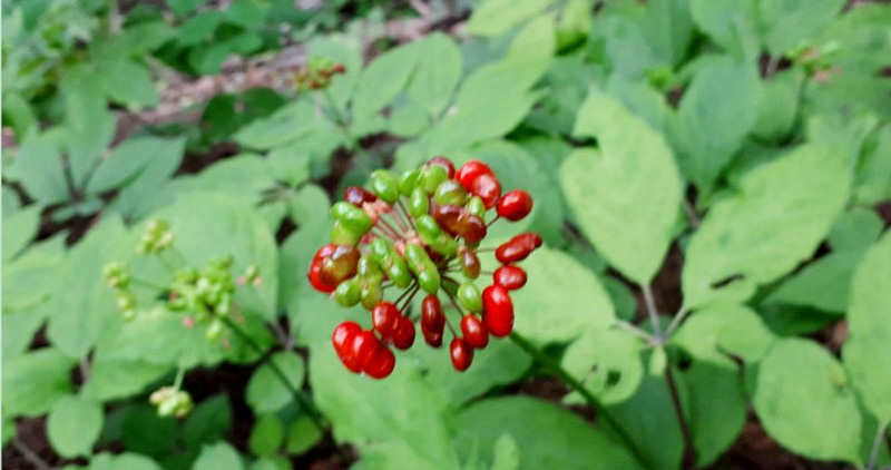 산양산삼 9~11년근 3뿌리