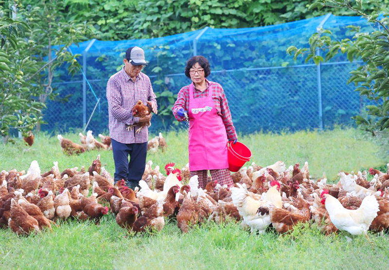[ 함양오디마루 ] 오란(오디 먹은 유정란) / 40구